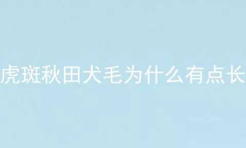 虎斑秋田犬毛为什么有点长