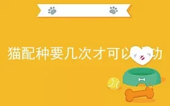 猫配种要几次才可以成功