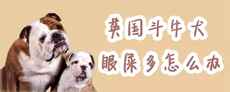 英国斗牛犬眼屎多怎么办