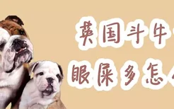 英国斗牛犬眼屎多怎么办