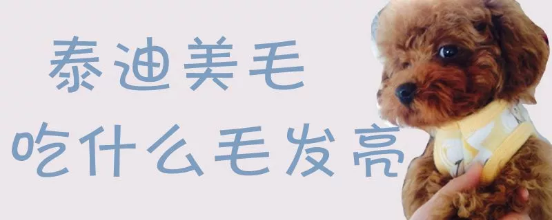 泰迪美毛吃什么毛发亮1