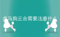 虎马狗三合需要注意什么