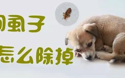 狗虱子怎么除掉