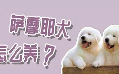 萨摩耶犬怎么养