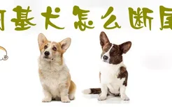 柯基犬怎么断尾巴