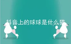 抖音上的球球是什么猫