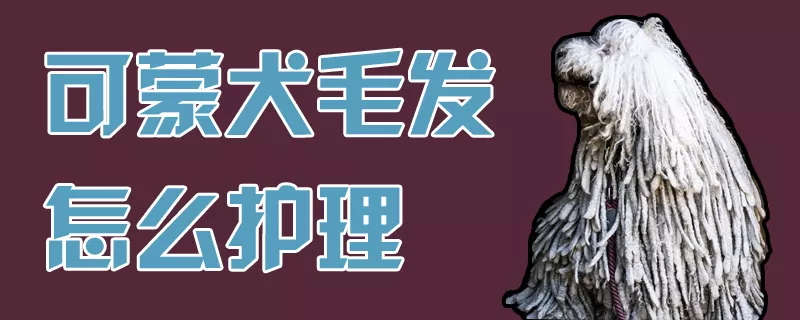 可蒙犬毛发怎么护理