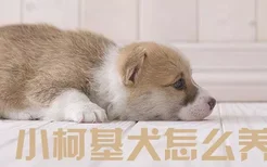 小柯基犬怎么养