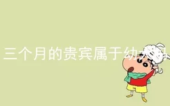 三个月的贵宾属于幼犬吗