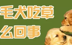 金毛犬吃草怎么回事