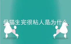 母猫生完很粘人是为什么