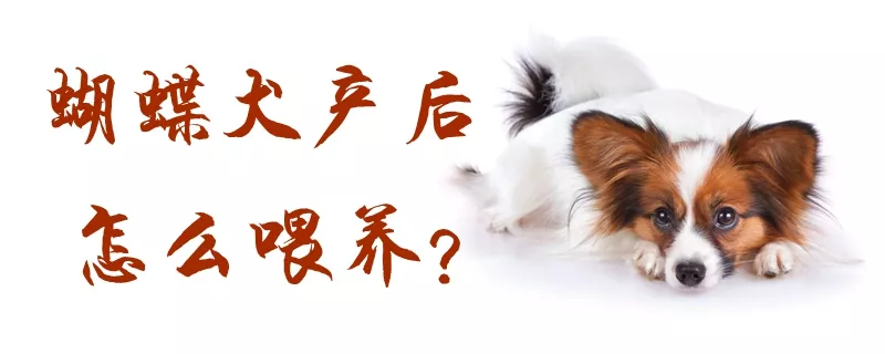 蝴蝶犬产后怎么喂养