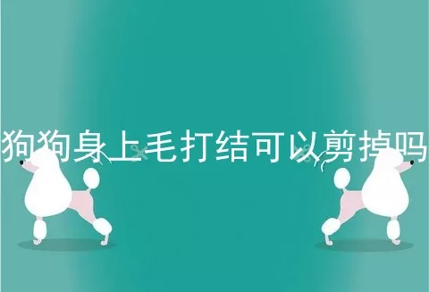 狗狗身上毛打结可以剪掉吗