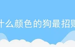 什么颜色的狗最招财