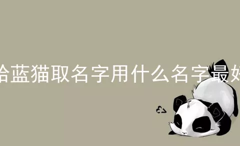 给蓝猫取名字用什么名字最好