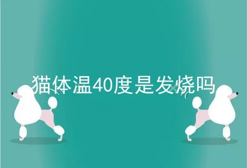 猫体温40度是发烧吗