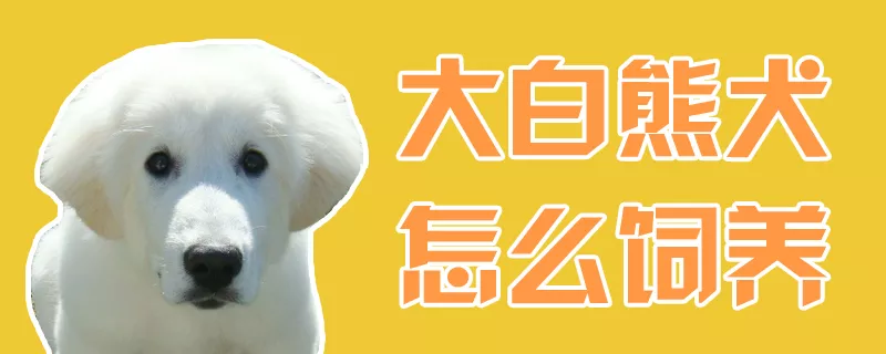 大白熊犬怎么饲养