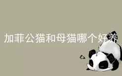 加菲公猫和母猫哪个好养