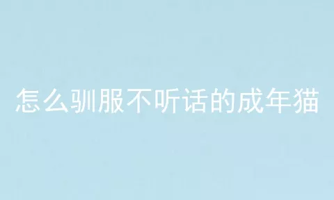 怎么驯服不听话的成年猫