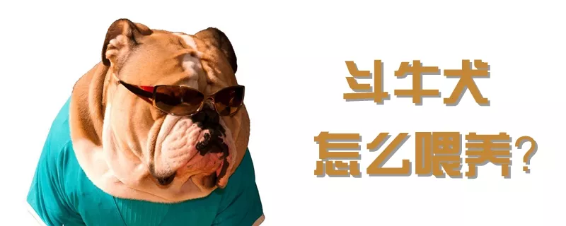 斗牛犬怎么喂养