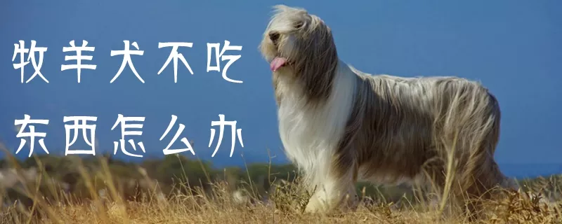 牧羊犬不吃东西怎么办