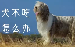 牧羊犬不吃东西怎么办