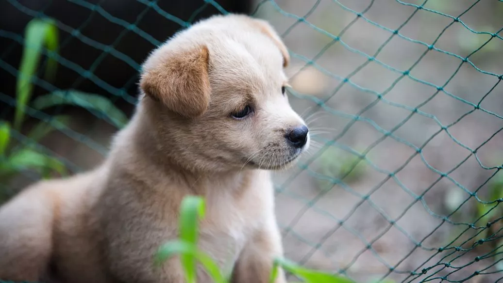 上海遇见它犬舍