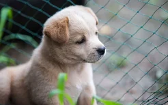 上海遇见它犬舍