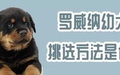 罗威纳幼犬挑选方法是什么