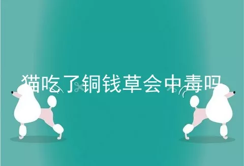 猫吃了铜钱草会中毒吗