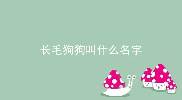 长毛狗狗叫什么名字