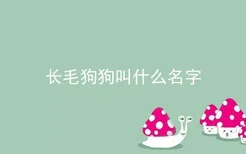 长毛狗狗叫什么名字