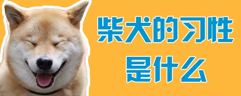 柴犬的习性是什么