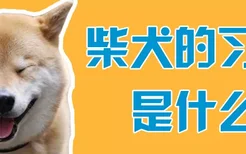 柴犬的习性是什么