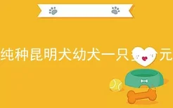 纯种昆明犬幼犬一只多少元