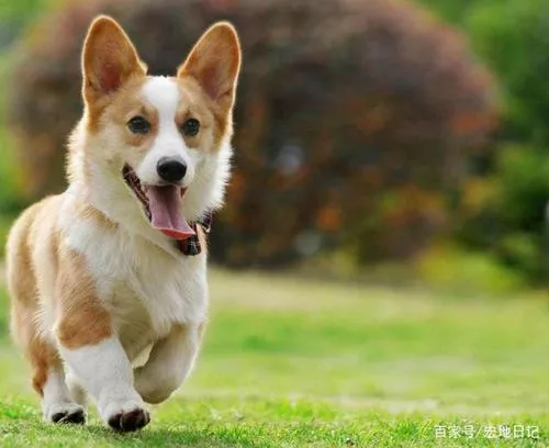 幼犬每日喂食标准