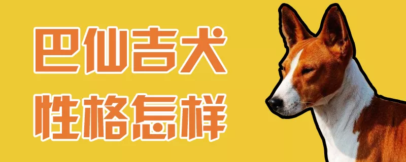 巴仙吉犬性格怎样