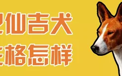 巴仙吉犬性格怎样