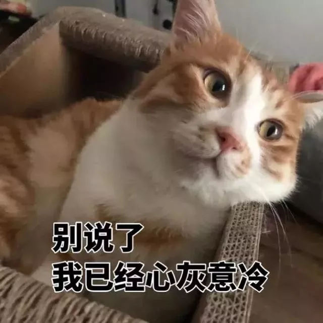 猫能喝牛奶吗(猫可以喝人喝的牛奶吗)