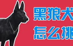 黑狼犬怎么挑选