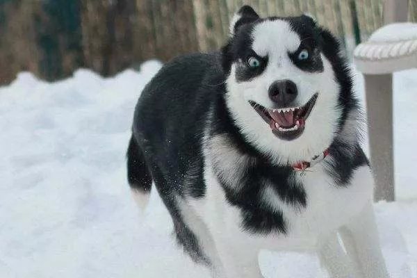 常见的伴侣犬有哪些 这几种狗狗非常受欢迎