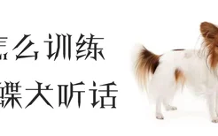 怎么训练蝴蝶犬听话