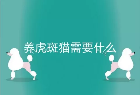 养虎斑猫需要什么