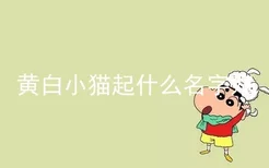 黄白小猫起什么名字好