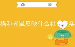 猫和老鼠反映什么社会现实