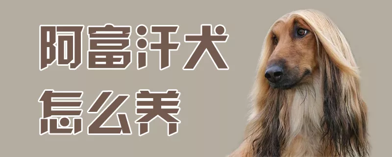 阿富汗犬怎么养