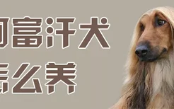 阿富汗犬怎么养