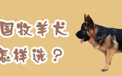 德国牧羊犬怎样选