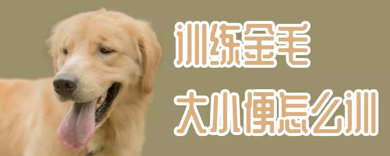 训练金毛大小便怎么训