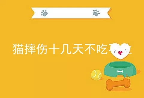 猫摔伤十几天不吃不拉